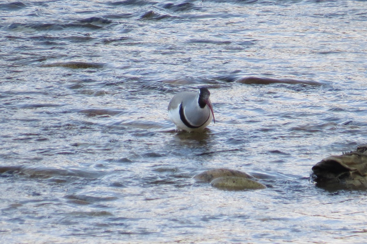 Ibisbill - ML646446163