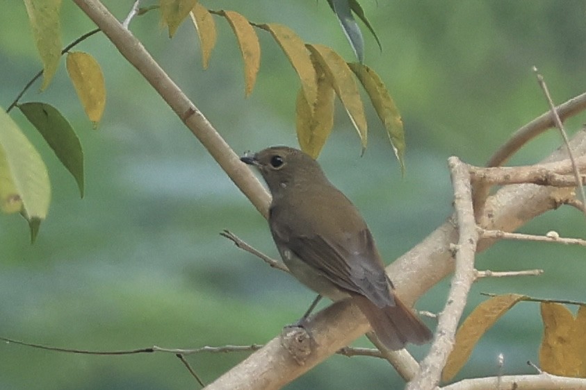 Blue-and-white Flycatcher - ML646446164