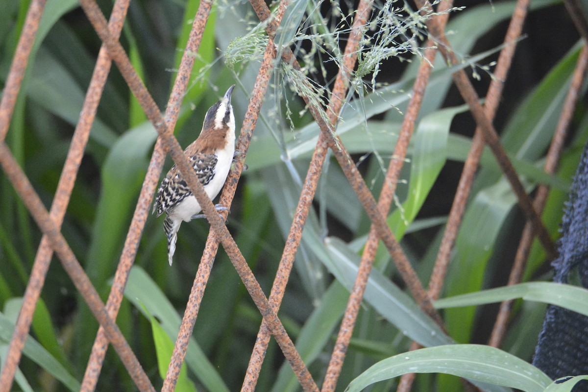 Rufous-backed Wren - ML646446170