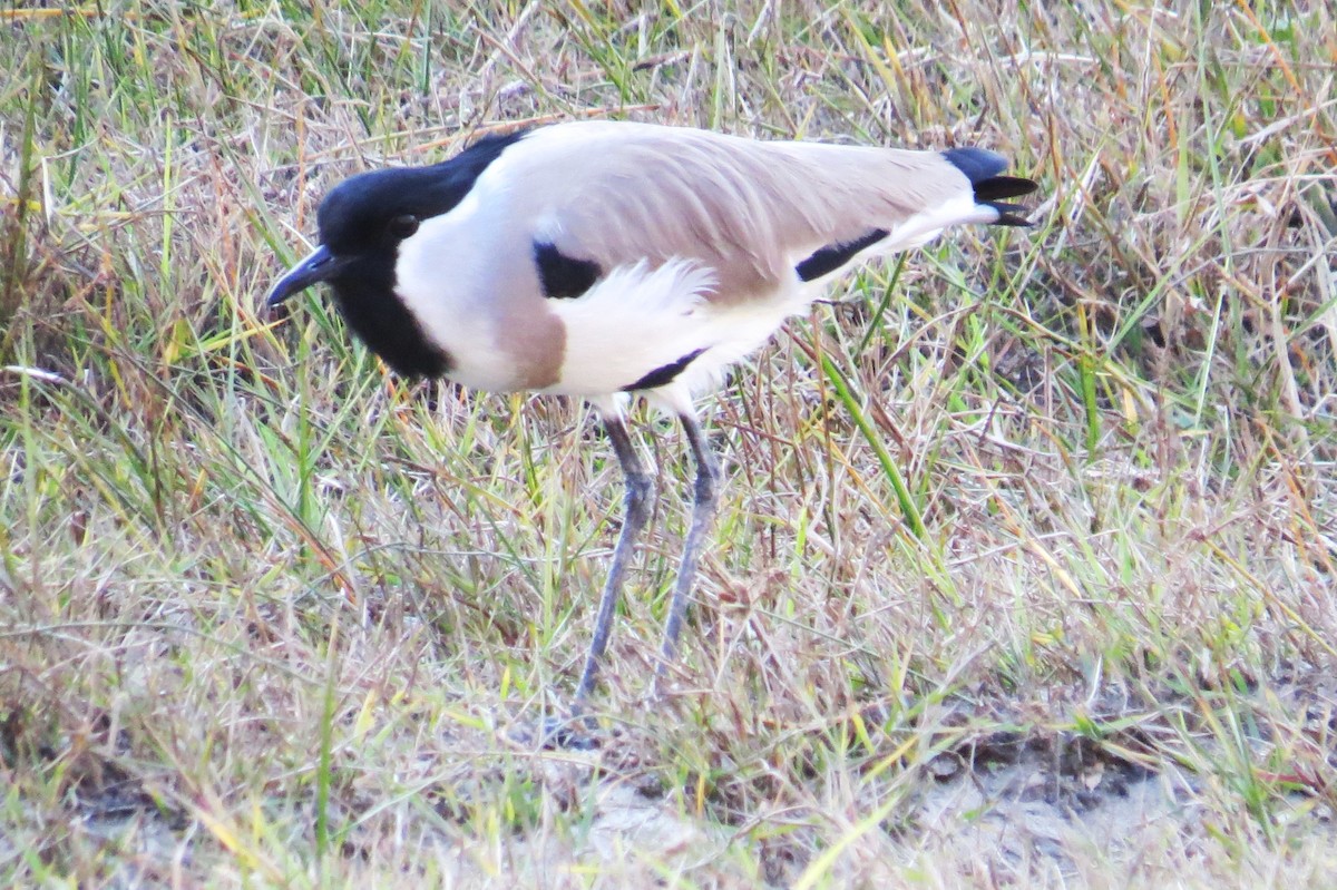 River Lapwing - ML646446171