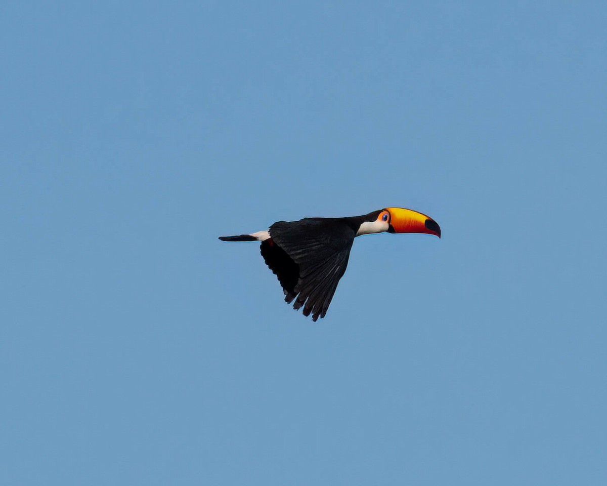 Toco Toucan - ML646446183