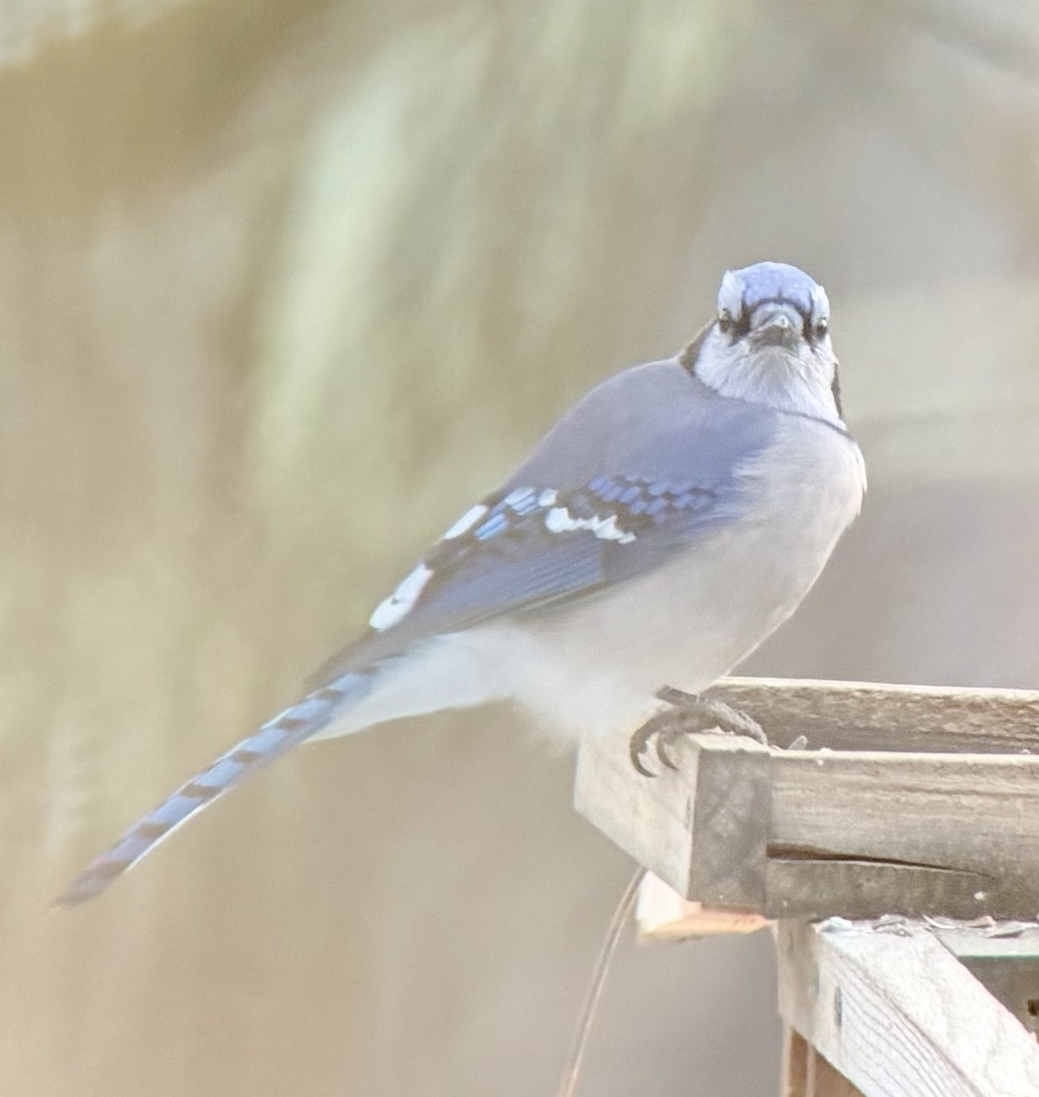 Blue Jay - ML646446188