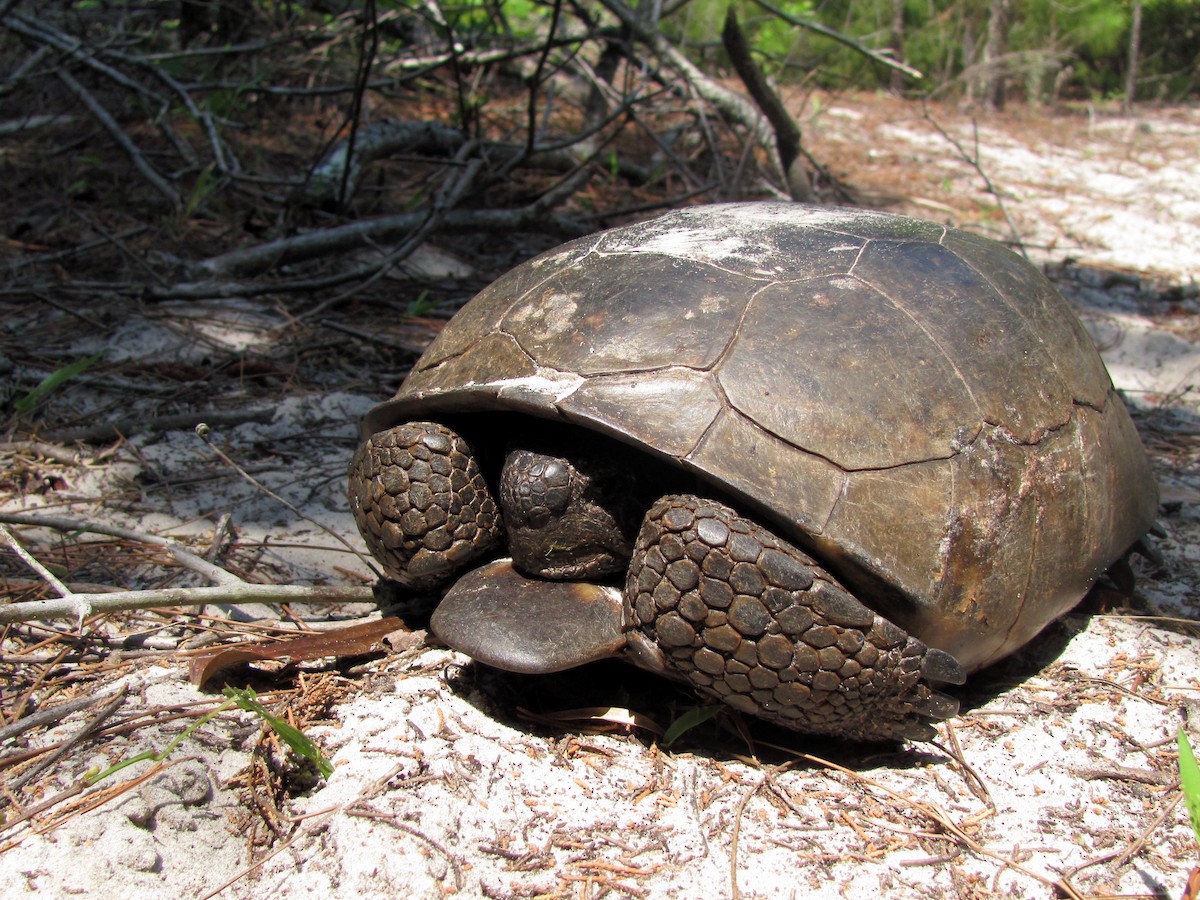 Testuggine Gopher - ML646446192