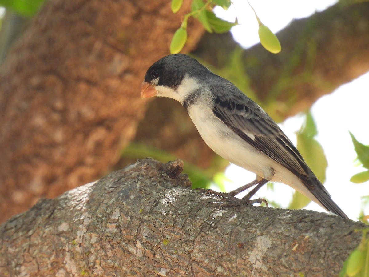 White-throated Seedeater - ML646446197
