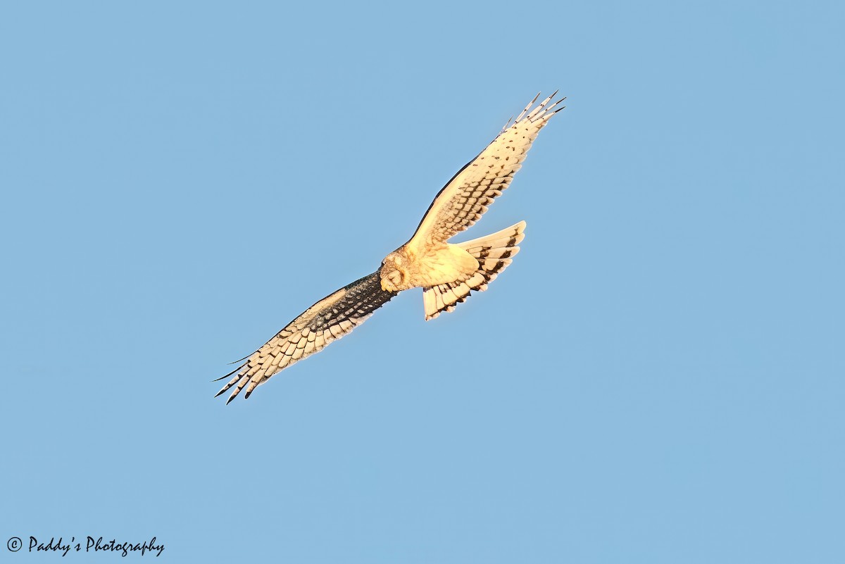 Полевой лунь - ML646446202