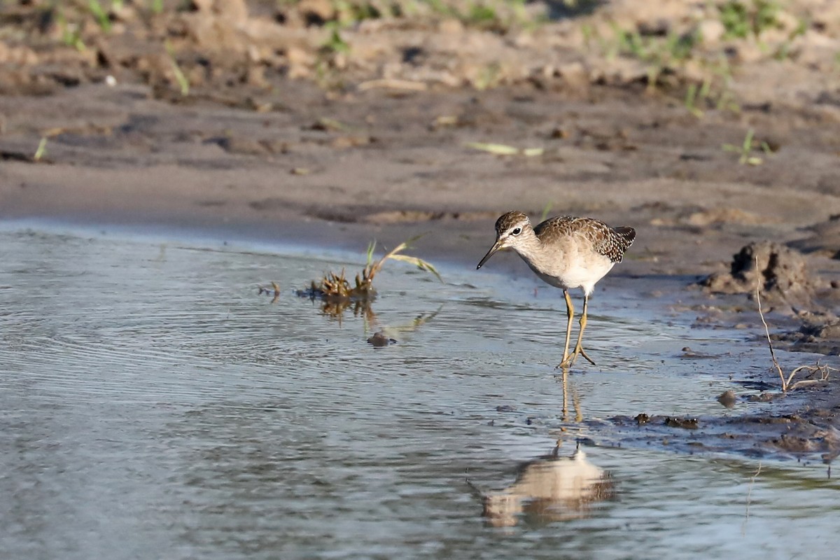 vodouš bahenní - ML646446204