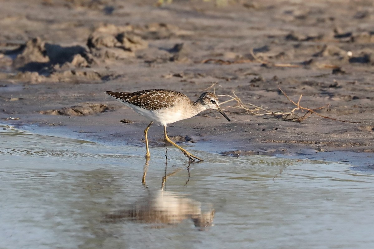 vodouš bahenní - ML646446205