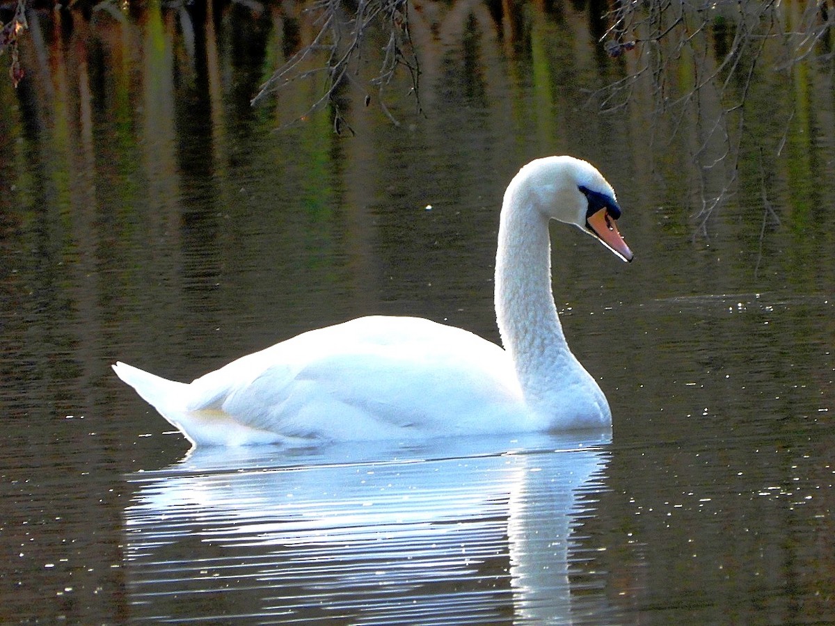Mute Swan - ML646446206