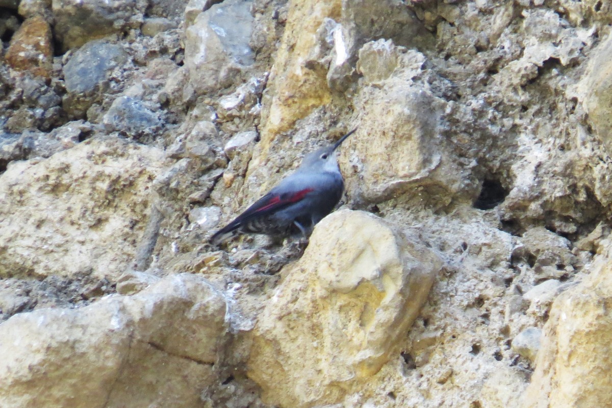 Wallcreeper - ML646446207