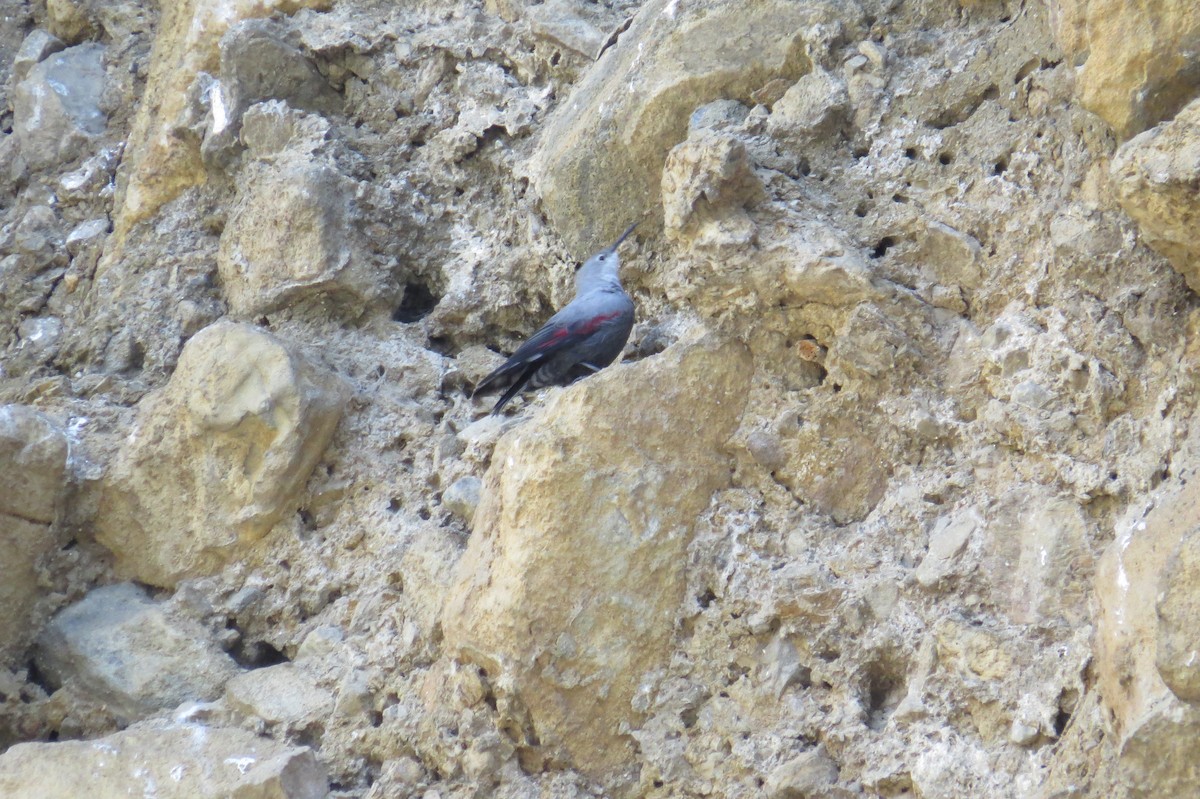 Wallcreeper - ML646446208