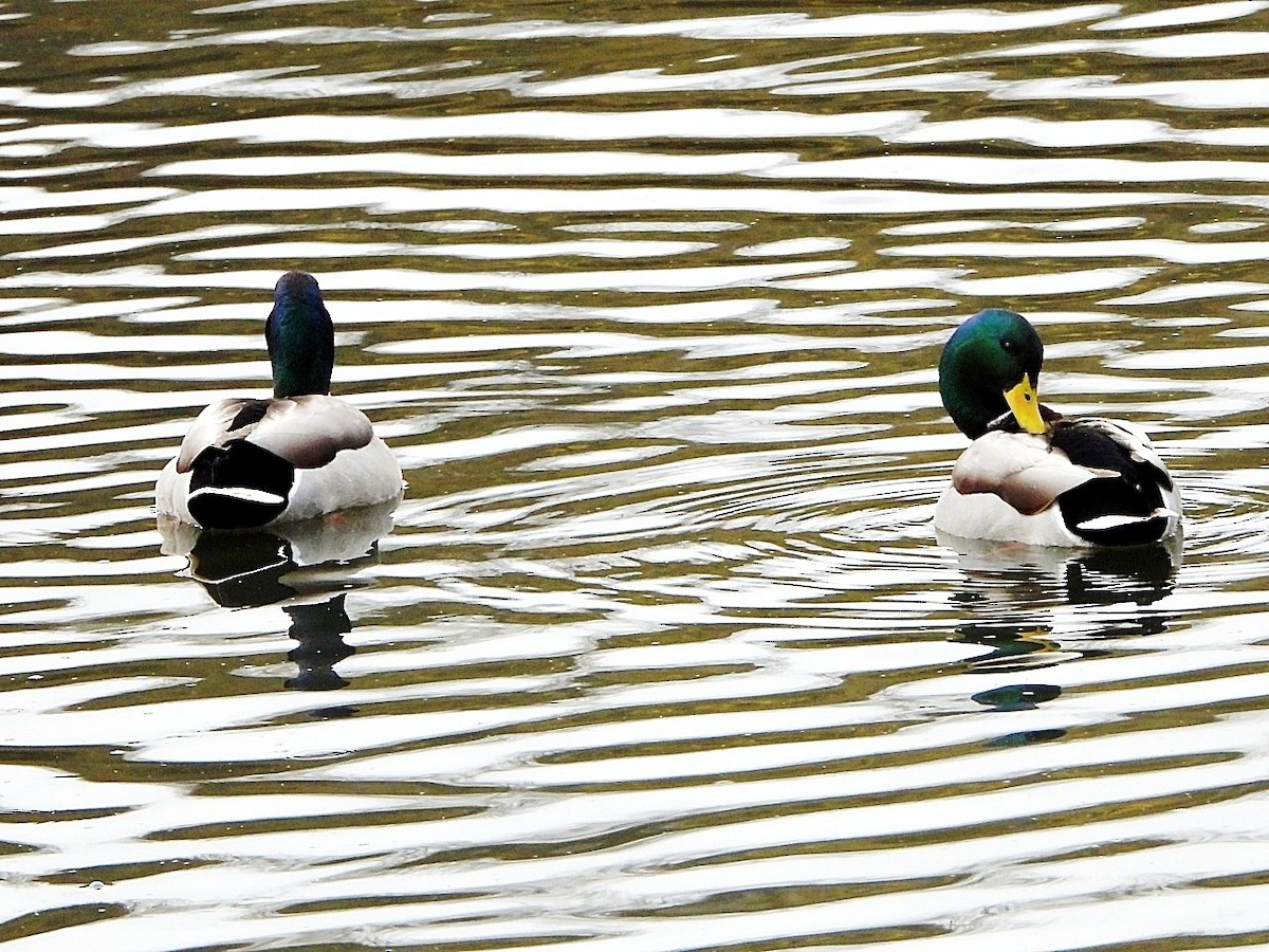 Mallard - ML646446209