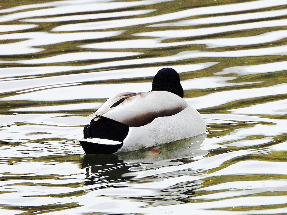 Mallard - ML646446210