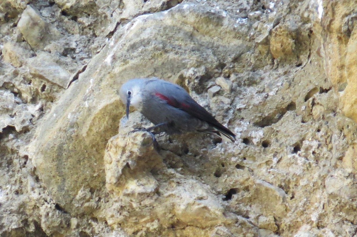 Wallcreeper - ML646446211