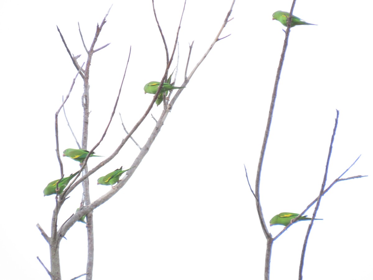 Yellow-chevroned Parakeet - ML646446212