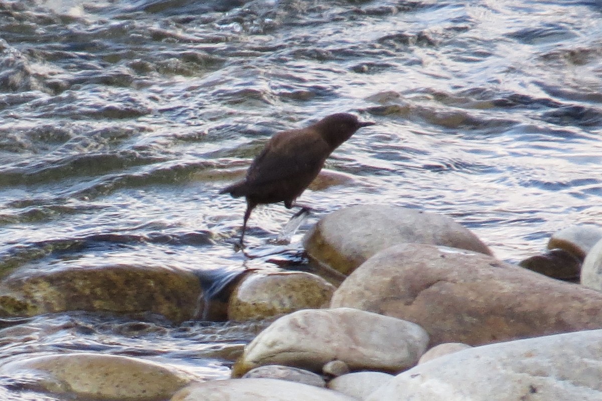 Brown Dipper - ML646446213