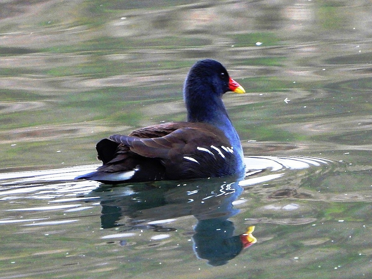 Eurasian Moorhen - ML646446214