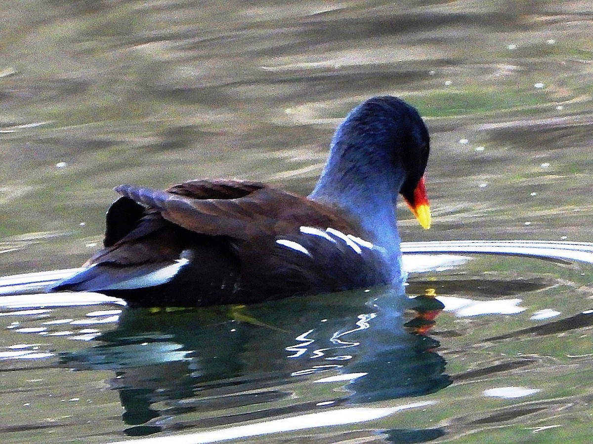 Eurasian Moorhen - ML646446215