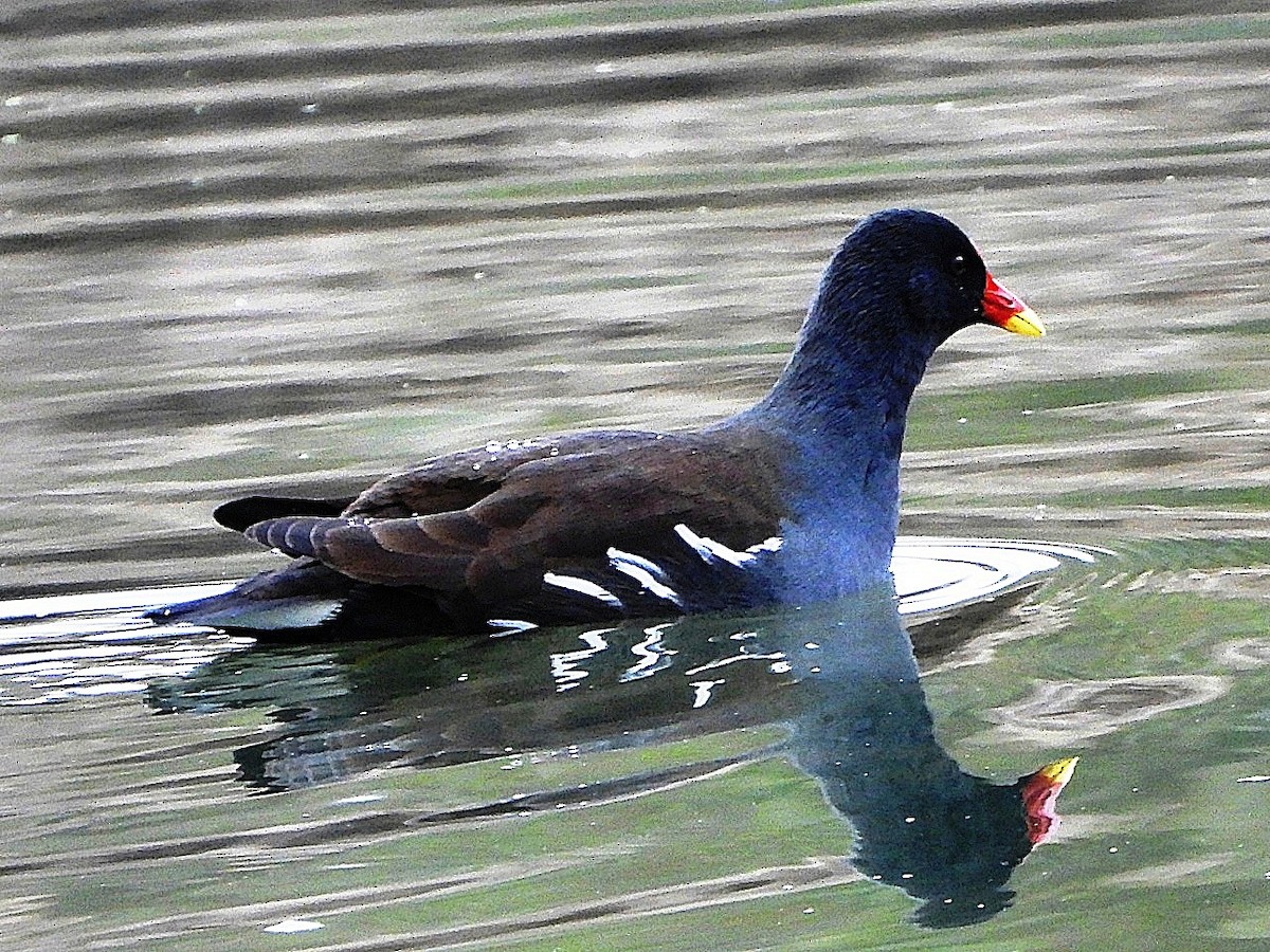 Eurasian Moorhen - ML646446216