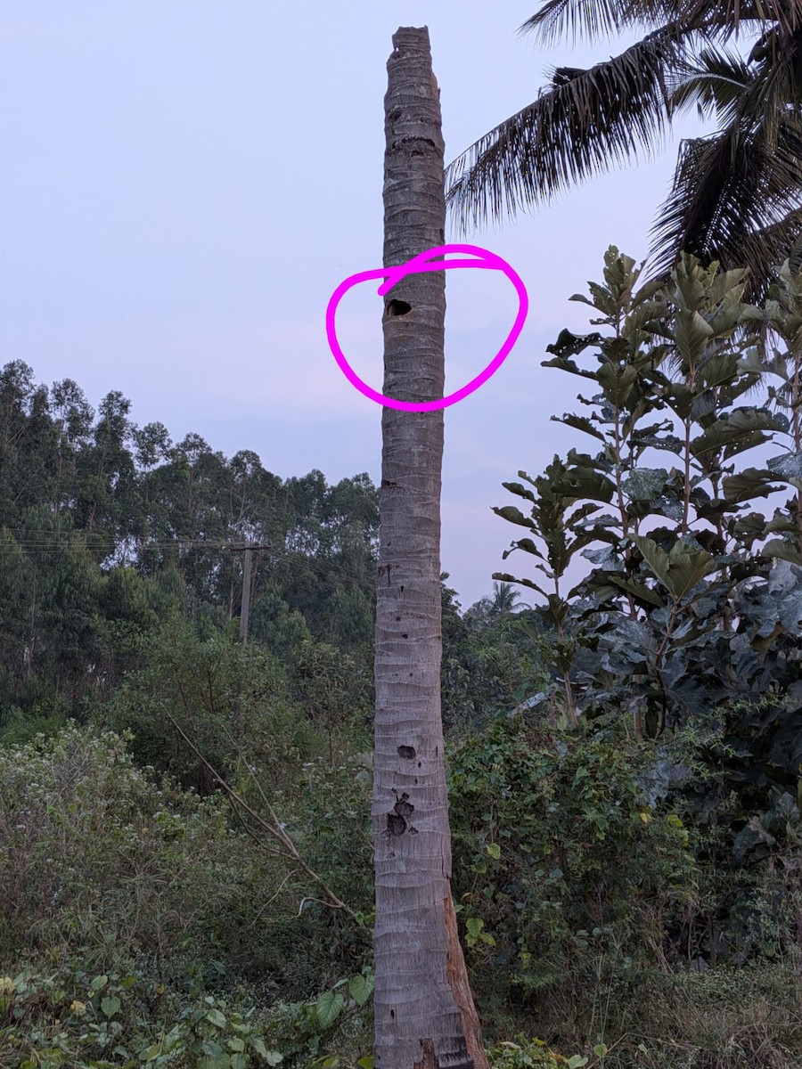 alexandr malý - ML646446217