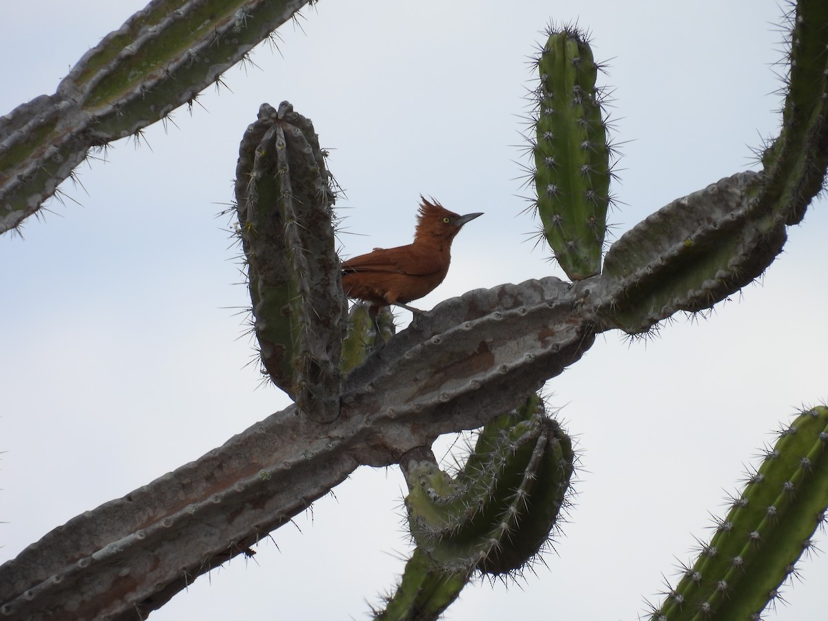 Caatinga Cacholote - ML646446218