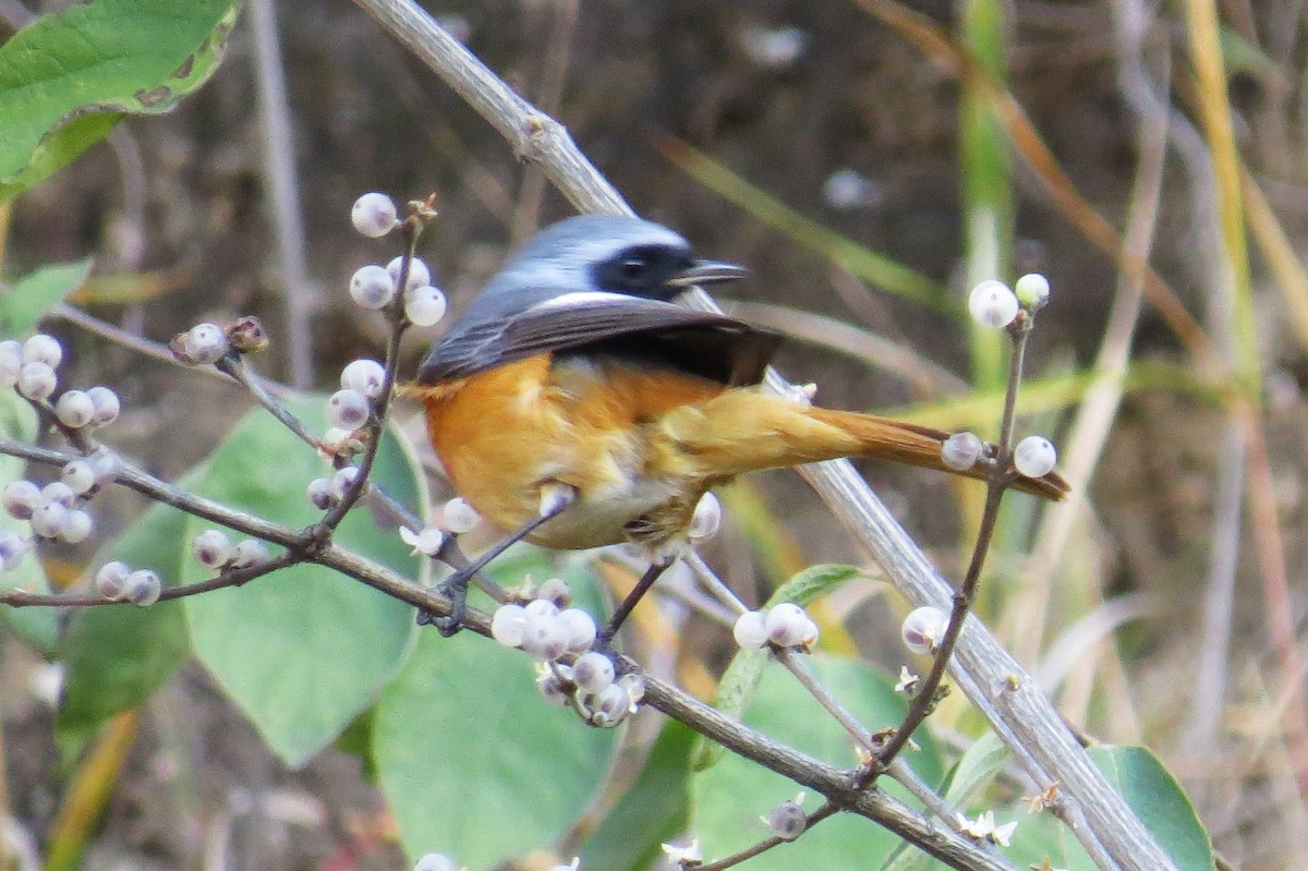 Hodgson's Redstart - ML646446220