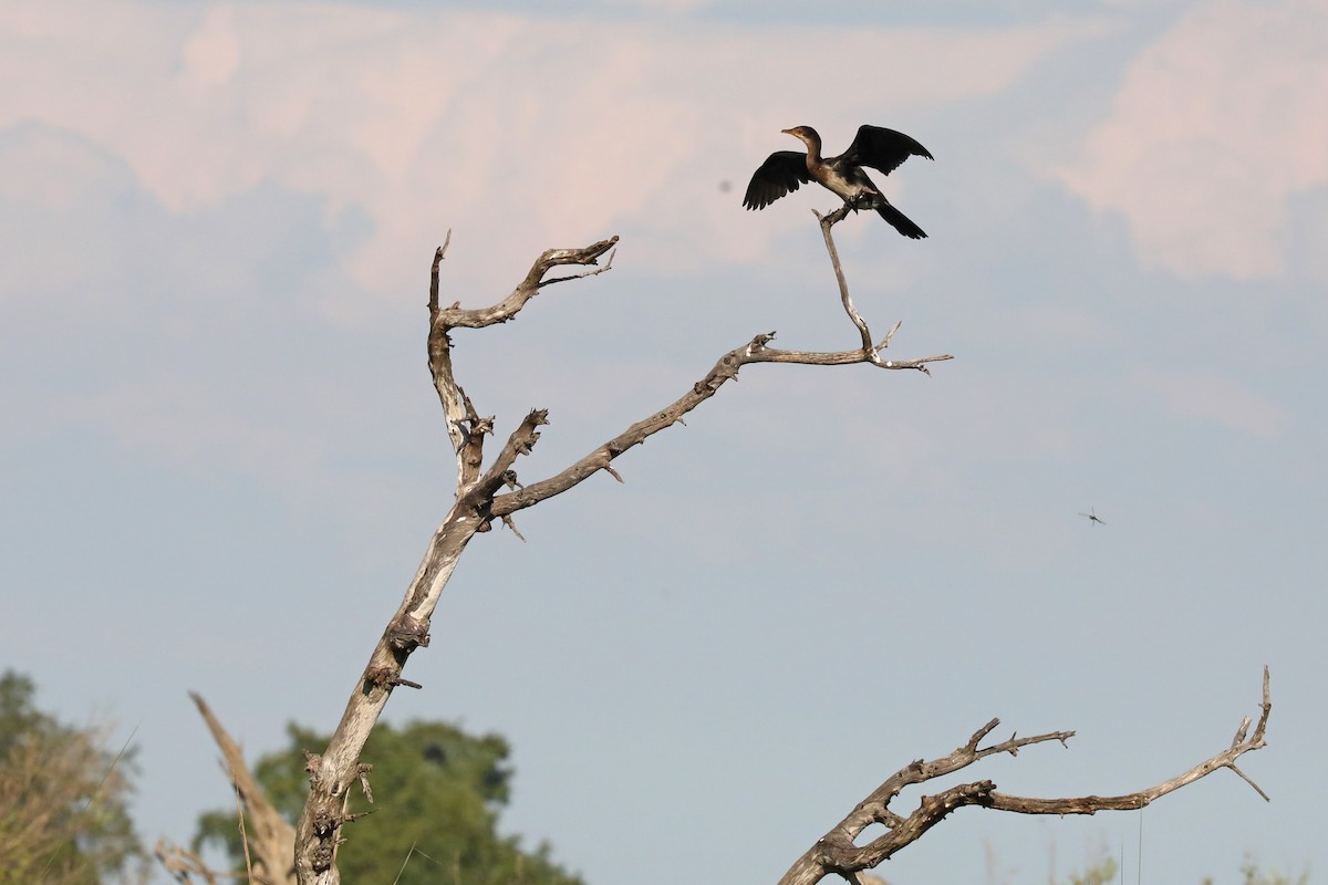 kormorán dlouhoocasý - ML646446221