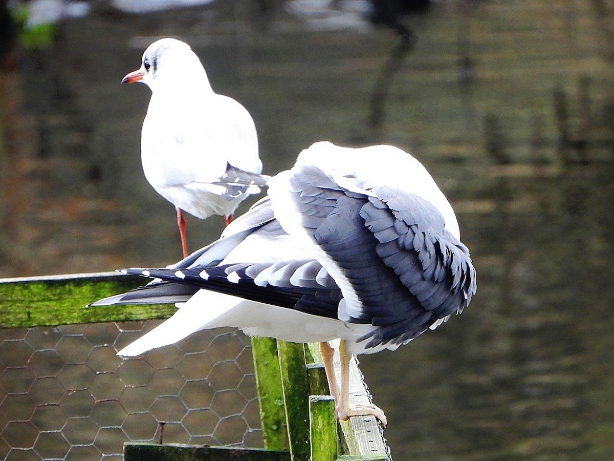 Lesser Black-backed Gull - ML646446222