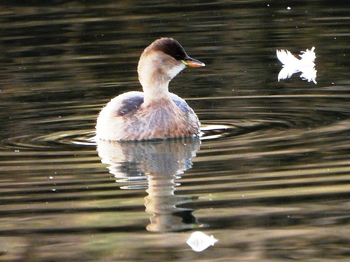 Little Grebe - ML646446232