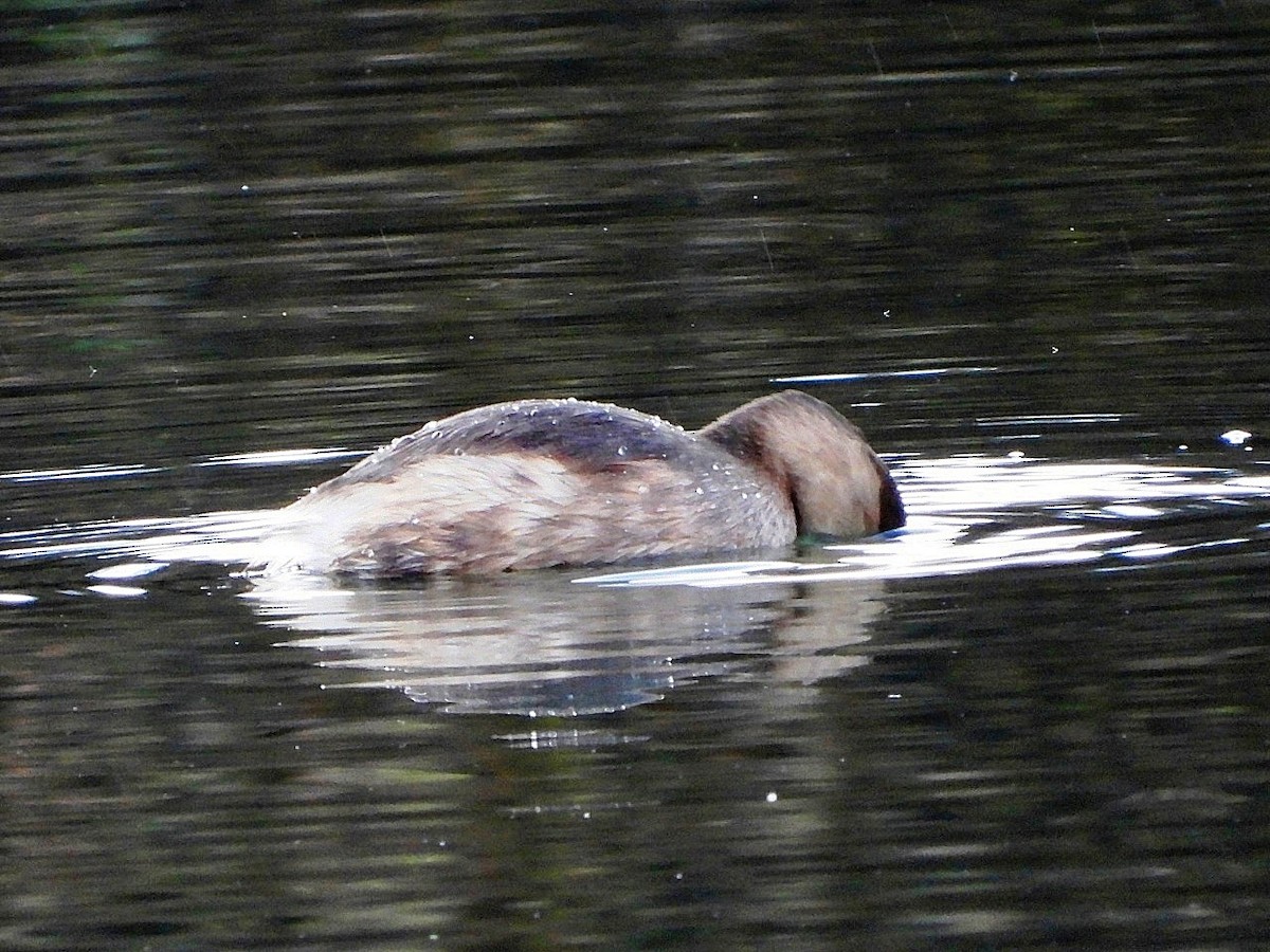 Little Grebe - ML646446233