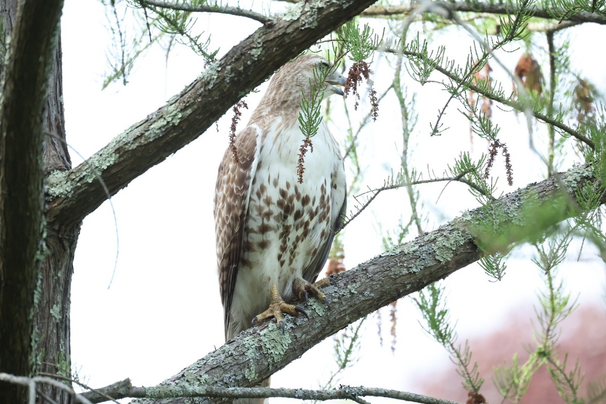 Poiana codarossa - ML646446235