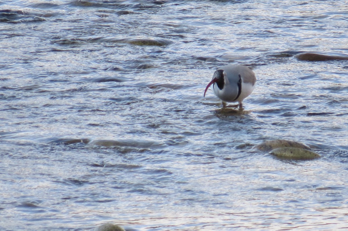 Ibisbill - ML646446239