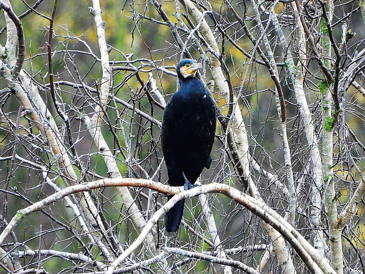 Great Cormorant - ML646446240