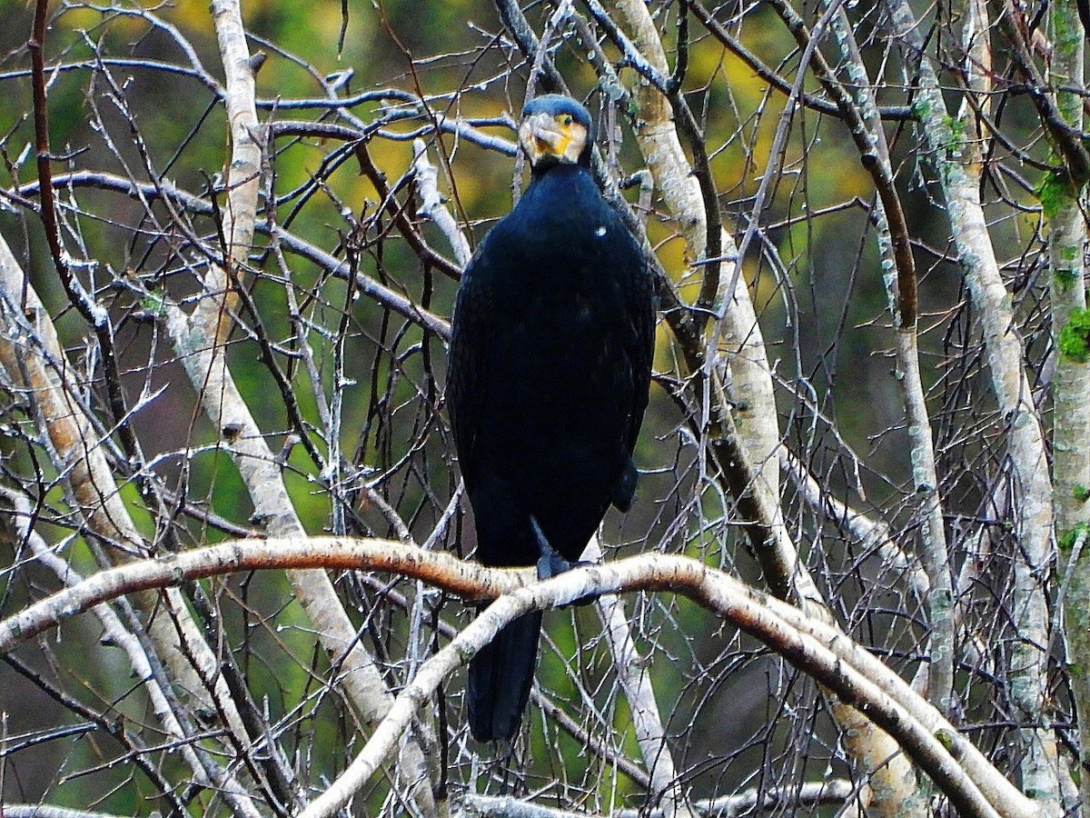 Great Cormorant - ML646446241