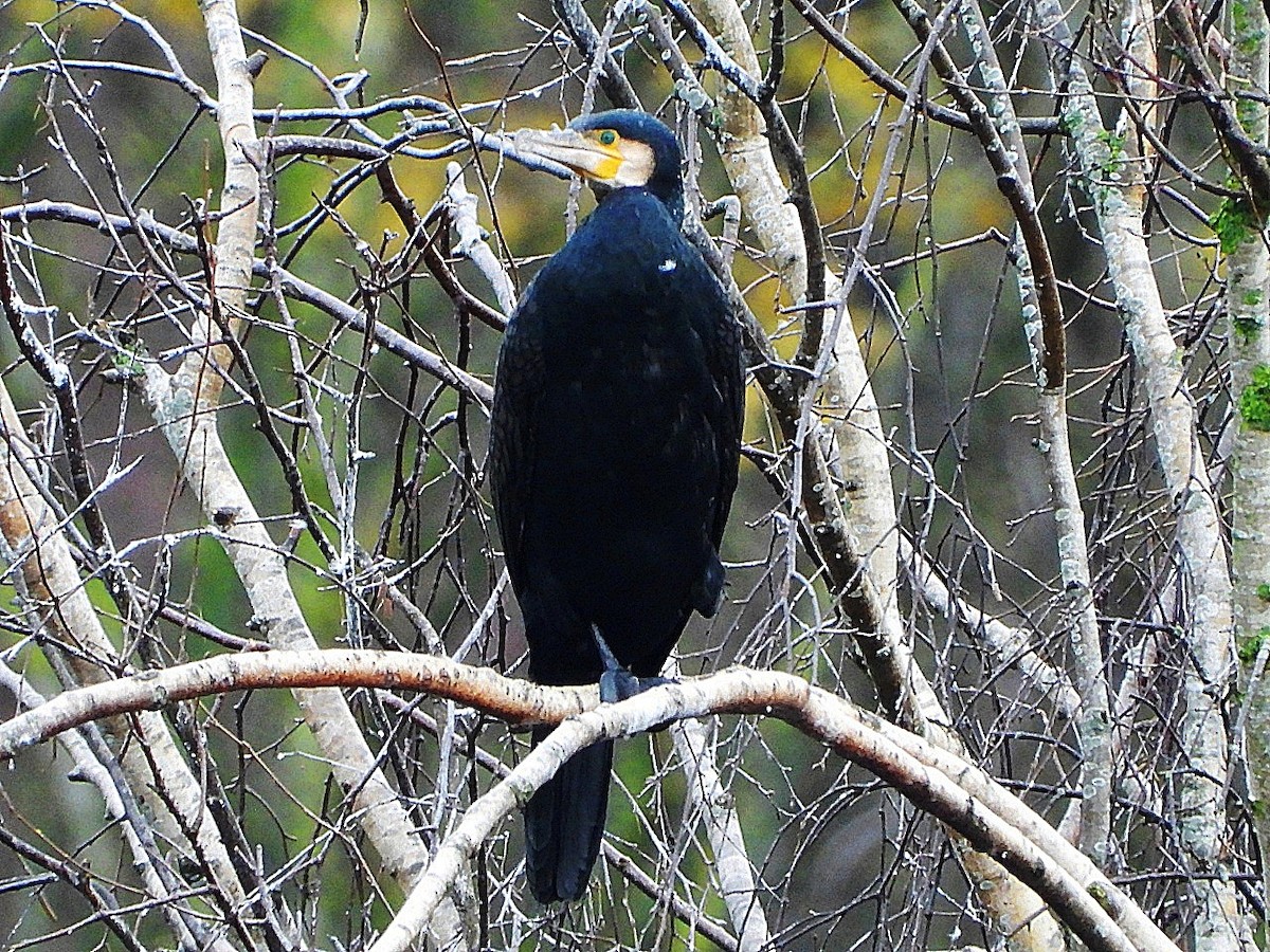Great Cormorant - ML646446242