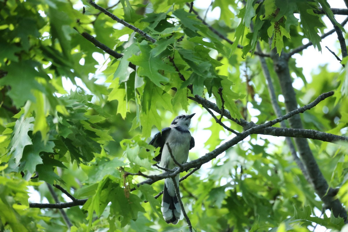 Blue Jay - ML646446243