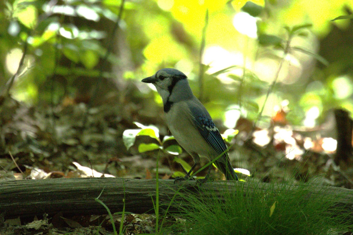 Blue Jay - ML646446244