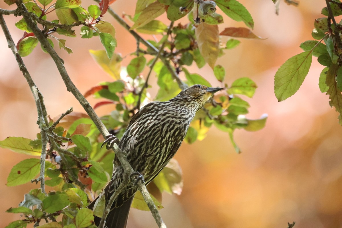 Red-winged Blackbird - ML646446246