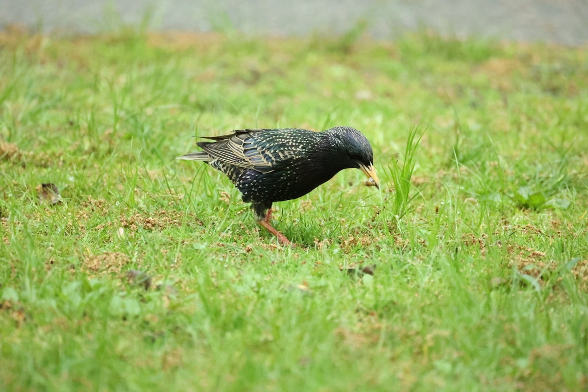 Storno - ML646446247