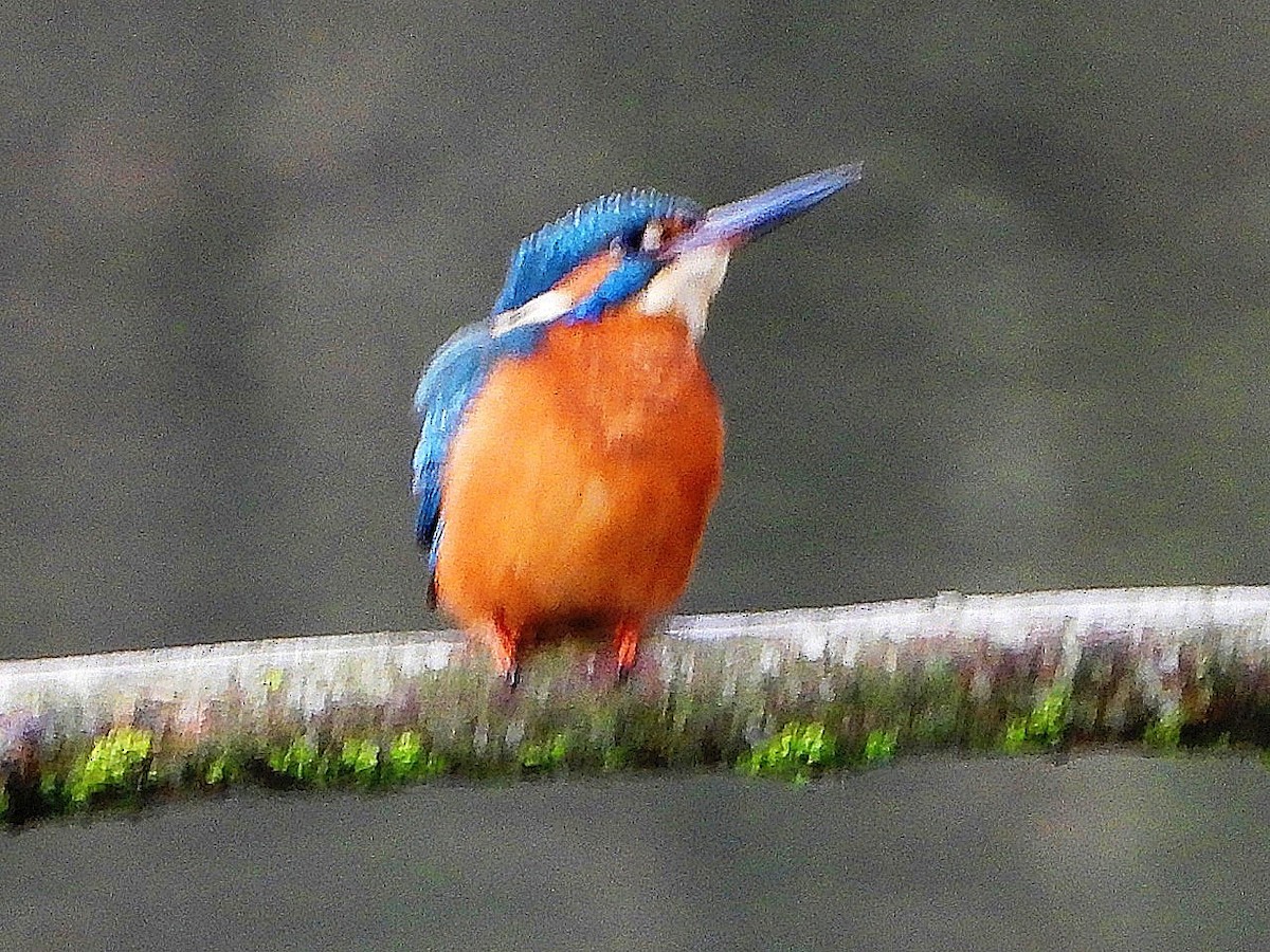 Common Kingfisher - ML646446248