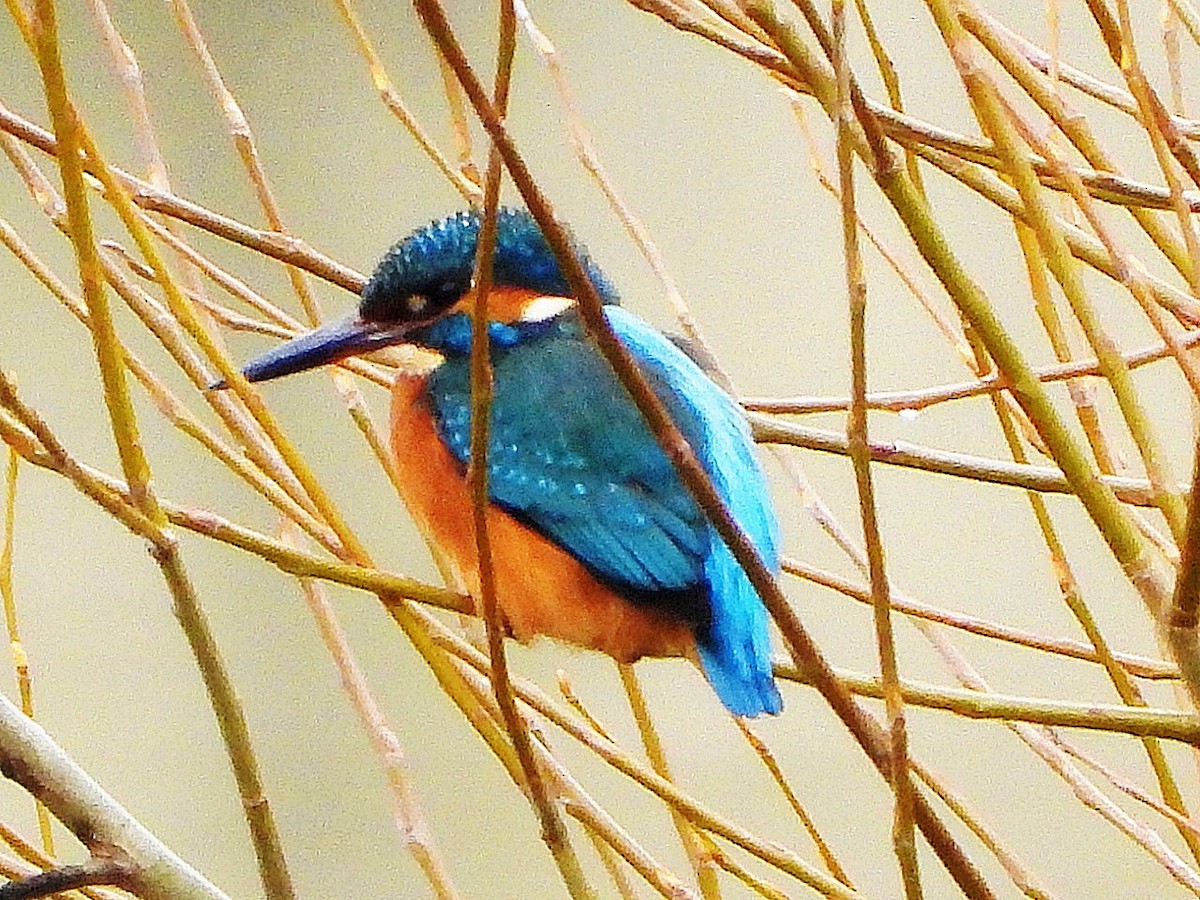 Common Kingfisher - ML646446249