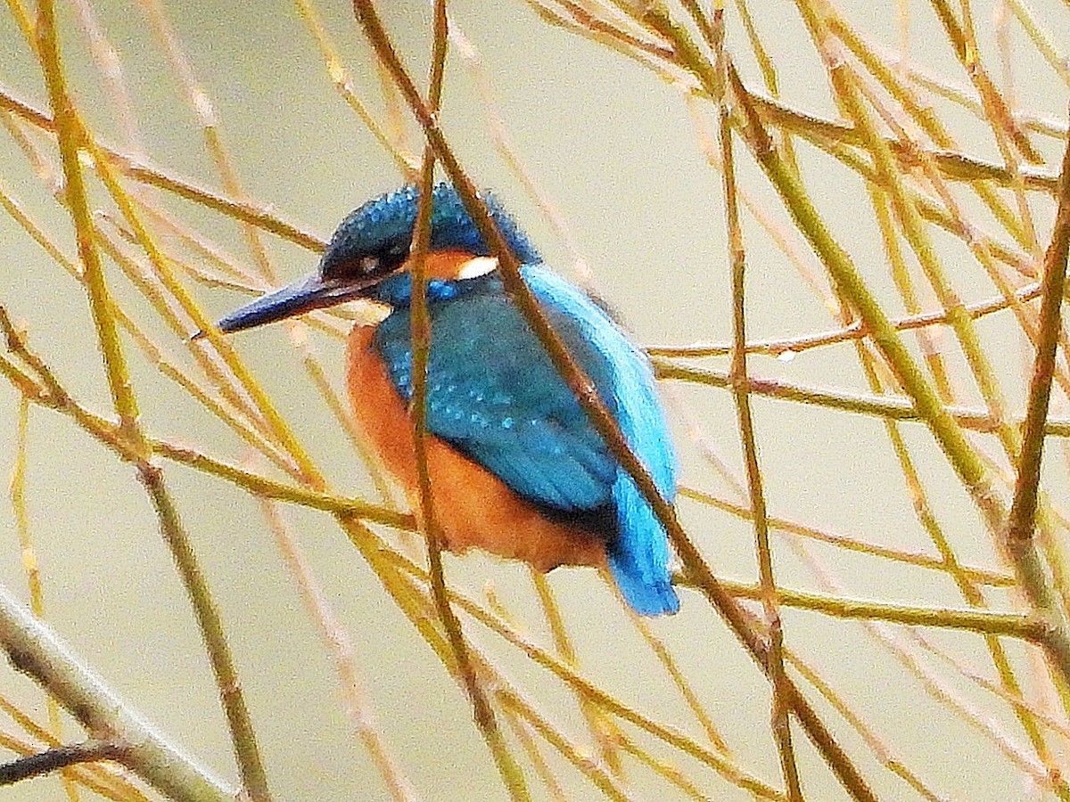 Common Kingfisher - ML646446250