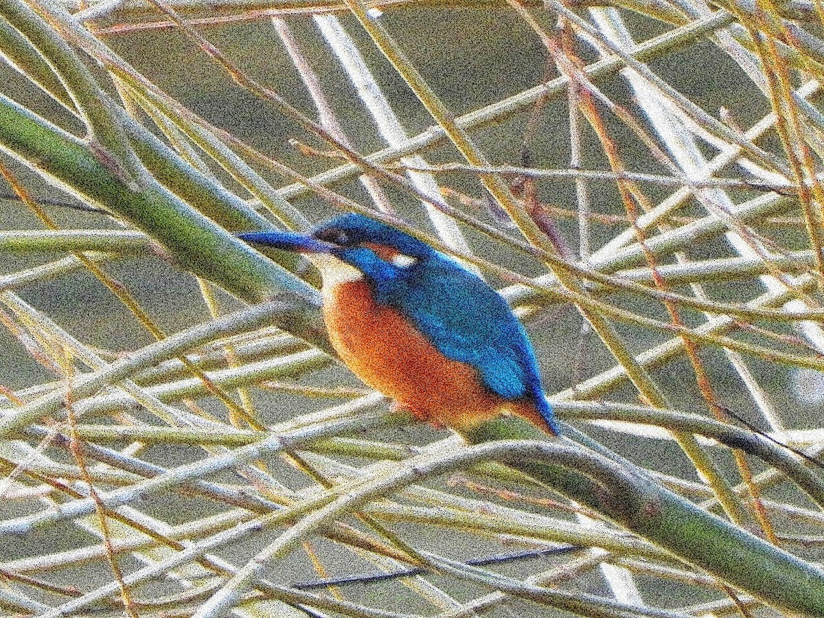 Common Kingfisher - ML646446251