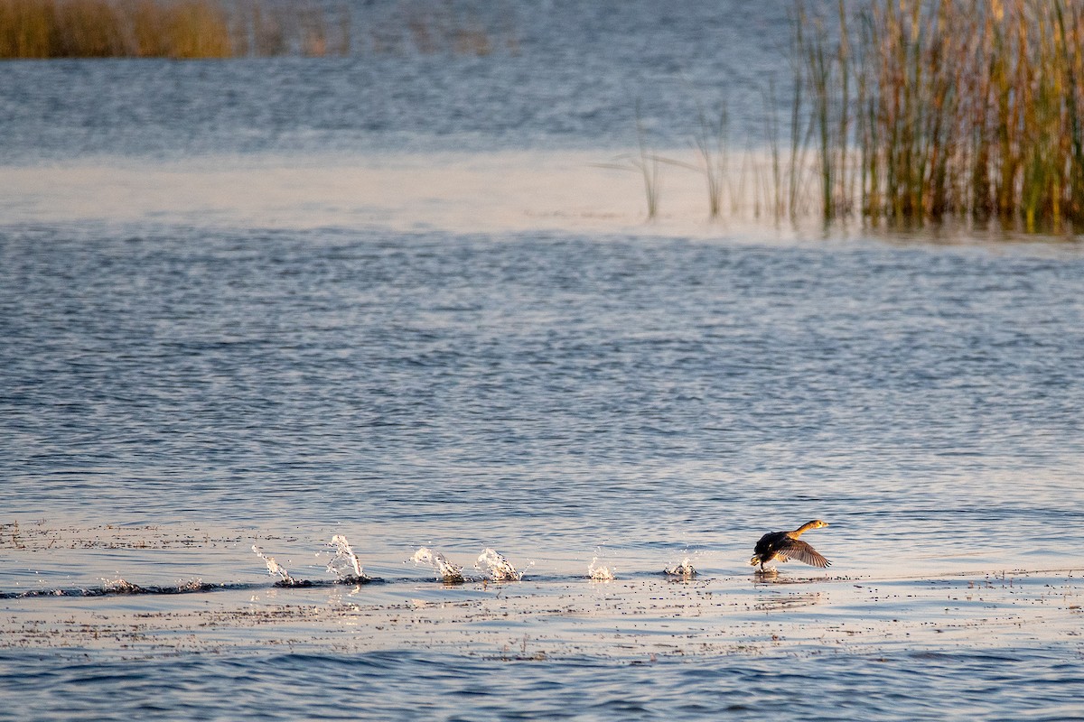 Pied-billed Grebe - ML646446252