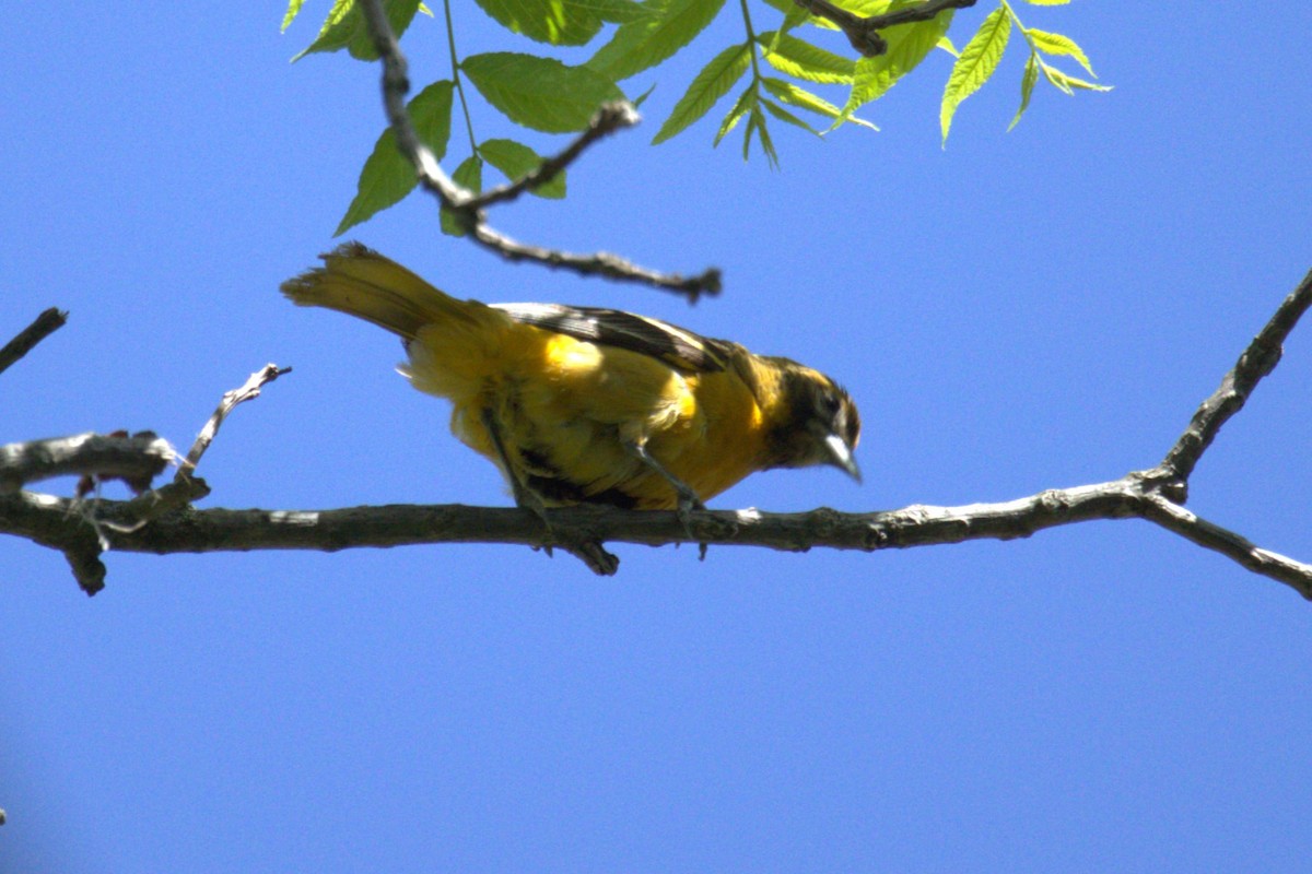 Baltimore Oriole - ML646446253