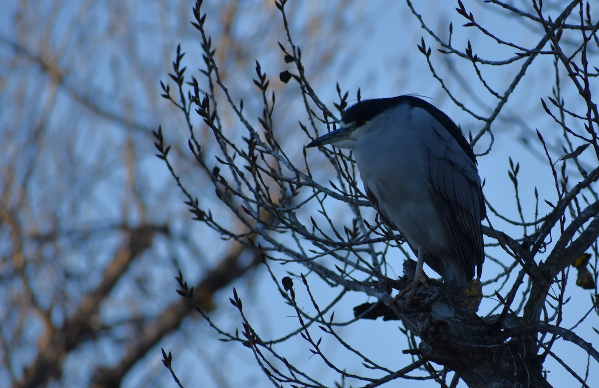 Black-crowned Night Heron - ML646446254
