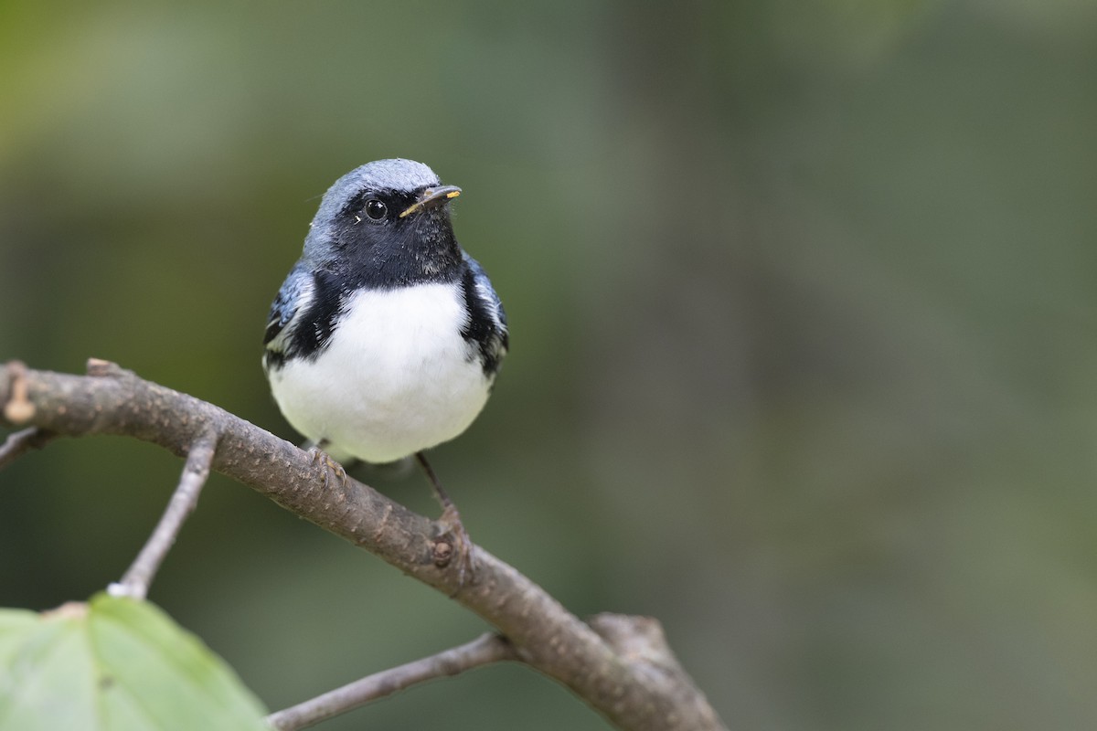 Black-throated Blue Warbler - ML646446255