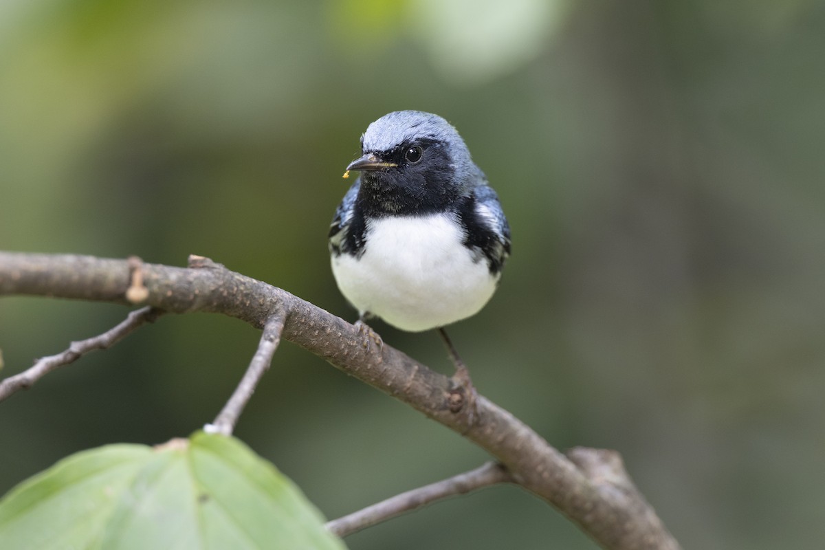 Black-throated Blue Warbler - ML646446256