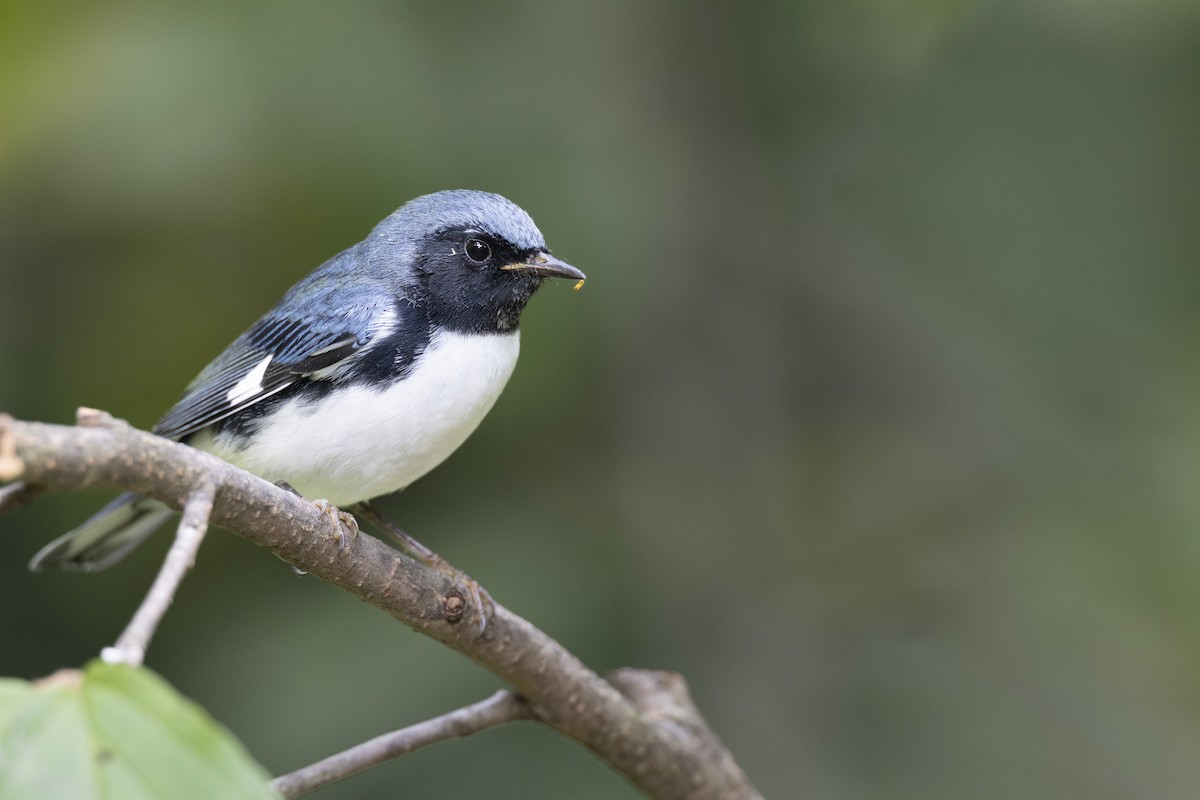Black-throated Blue Warbler - ML646446257