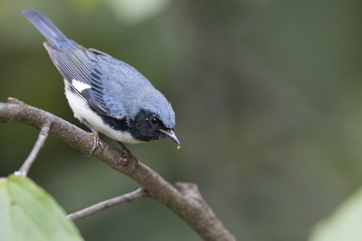 Black-throated Blue Warbler - ML646446258