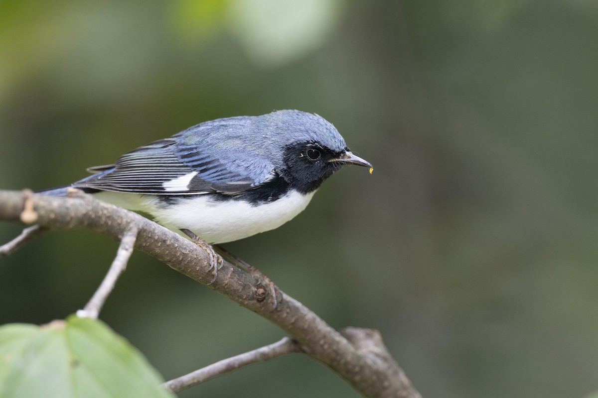 Black-throated Blue Warbler - ML646446259